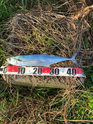 サゴシの釣果