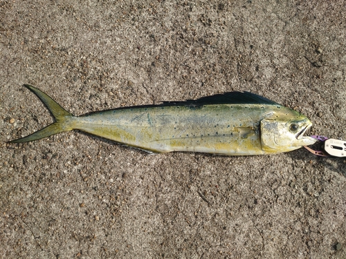 シイラの釣果