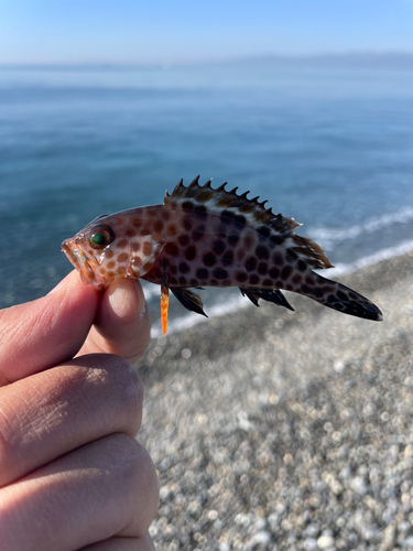 オオモンハタの釣果