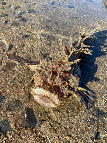 オニオコゼの釣果