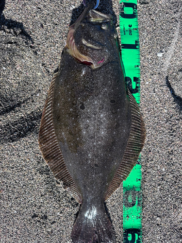 ヒラメの釣果