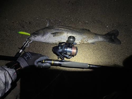 シーバスの釣果