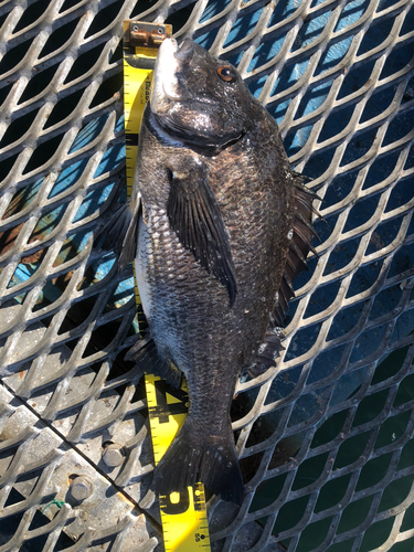 クロダイの釣果