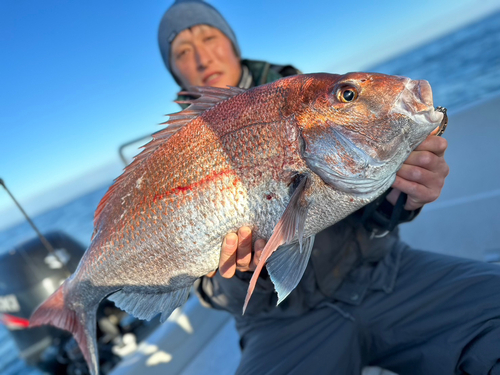 マダイの釣果