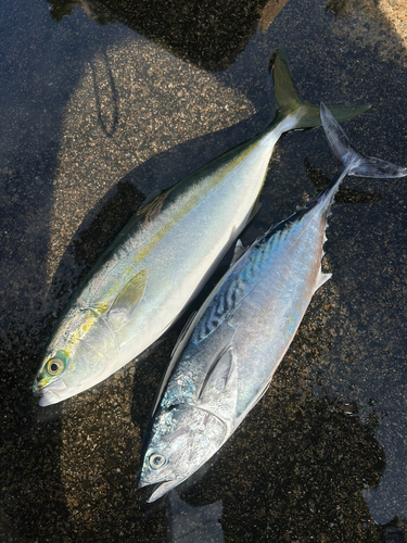 スマカツオの釣果