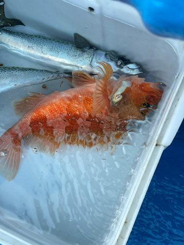 ウッカリカサゴの釣果