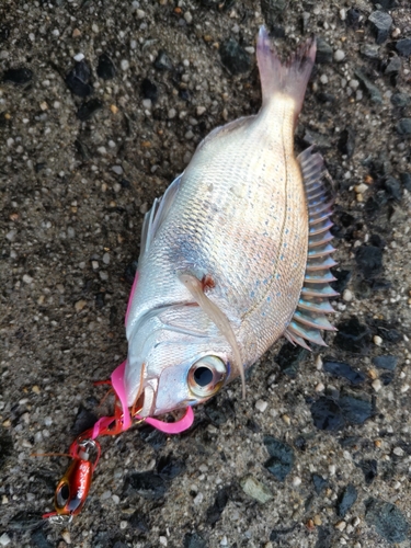 チャリコの釣果