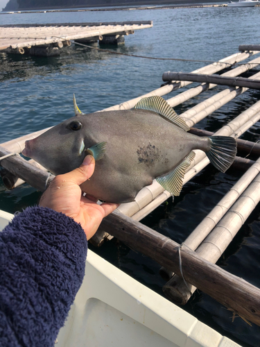 ウマヅラハギの釣果