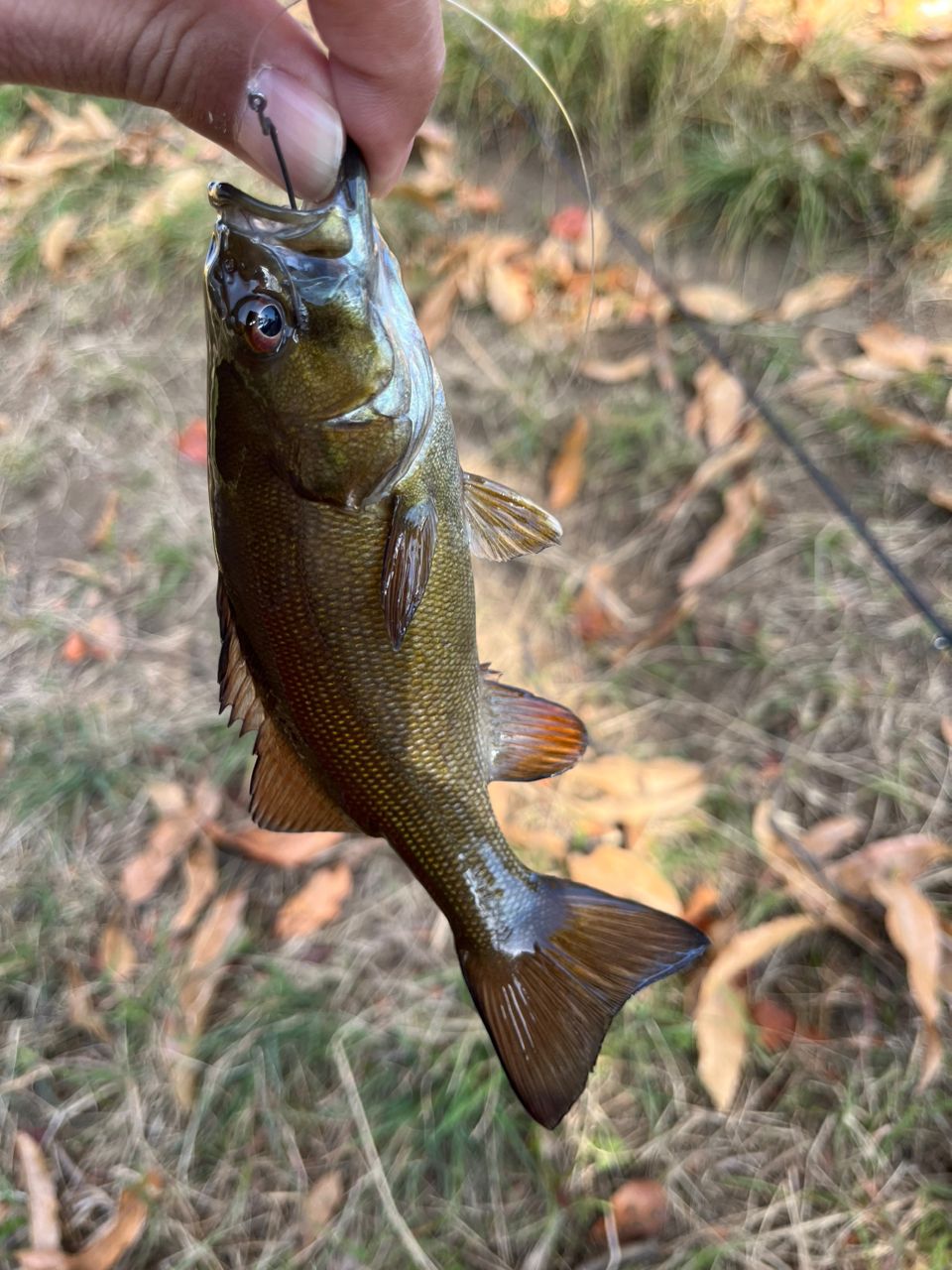 スモールマウスバス