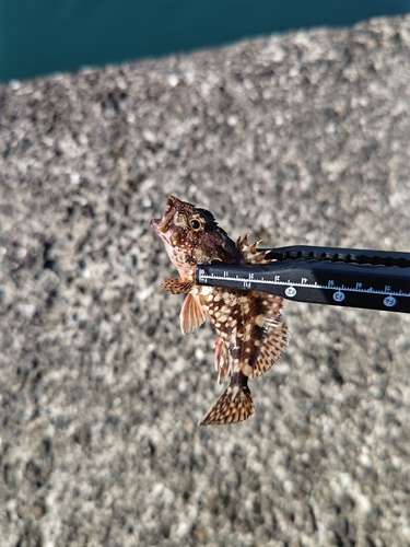 カサゴの釣果