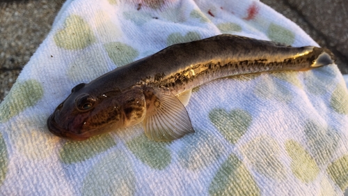 マハゼの釣果