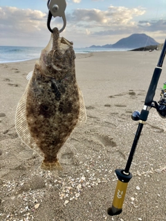 ヒラメの釣果