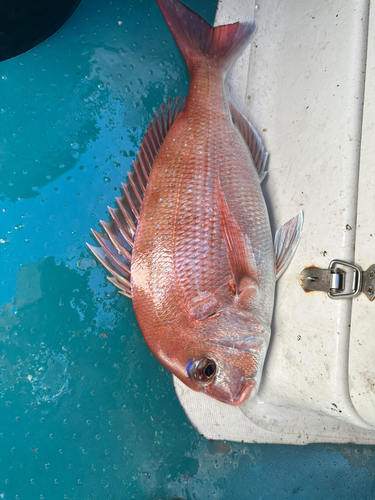 マダイの釣果