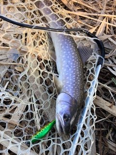 アメマスの釣果