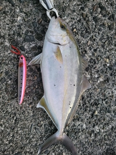 ショゴの釣果