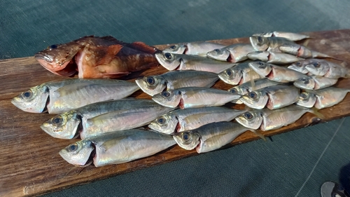 アジの釣果