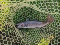 アメマスの釣果