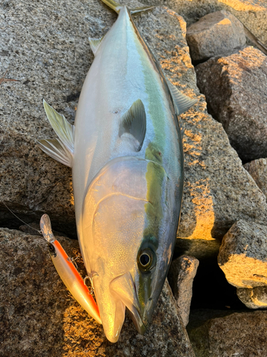 ブリの釣果