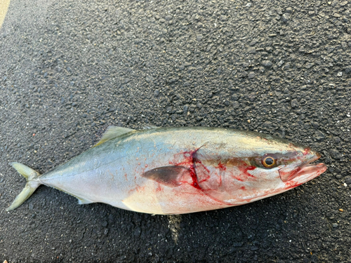 ハマチの釣果