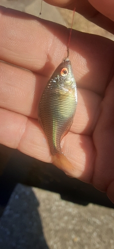 タイリクバラタナゴの釣果