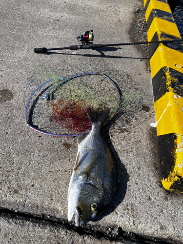 ヘダイの釣果