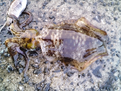 アオリイカの釣果