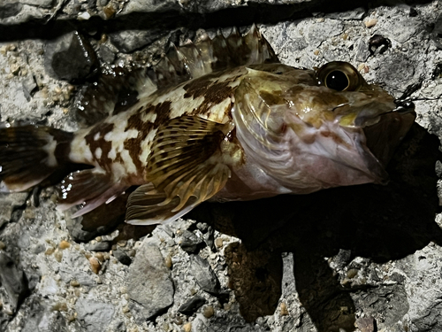 アラカブの釣果