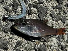 ネンブツダイの釣果