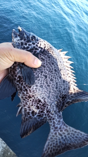 イシガキダイの釣果