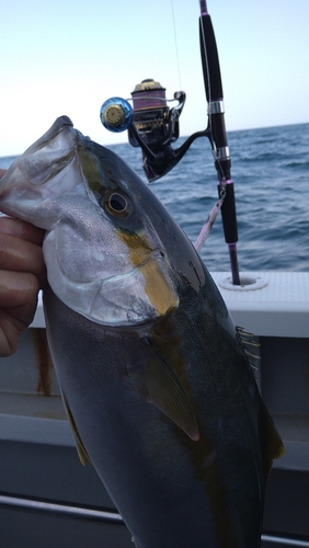 ヒラマサの釣果