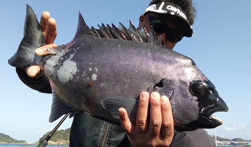 イシダイの釣果