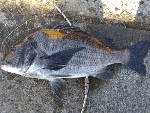 チヌの釣果