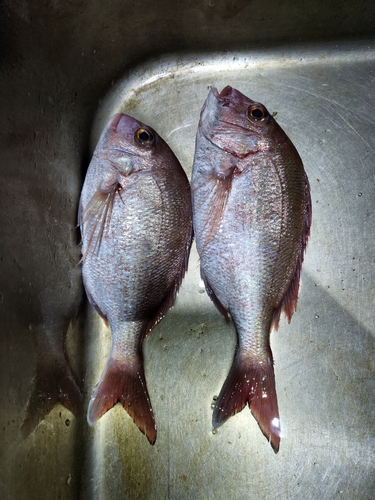 マダイの釣果