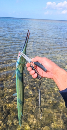 ダツの釣果