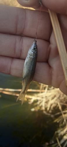 クチボソの釣果