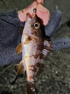 メバルの釣果