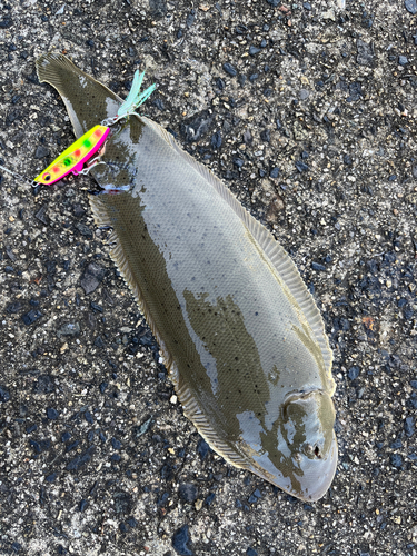 シタビラメの釣果