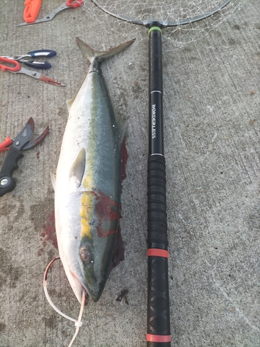 ハマチの釣果