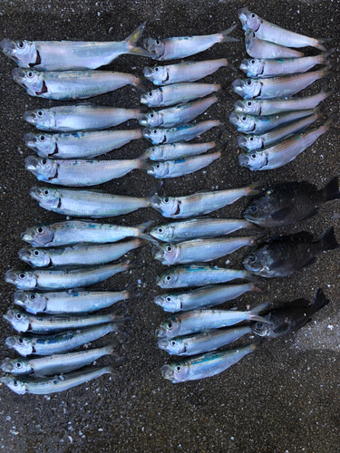 サッパの釣果