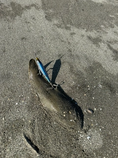 シタビラメの釣果