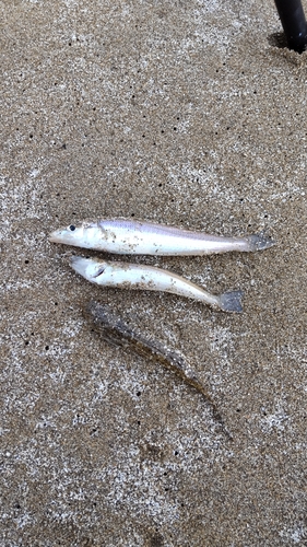 キスの釣果