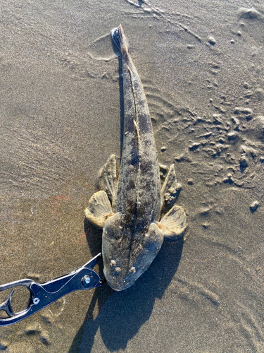 マゴチの釣果