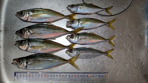 アジの釣果