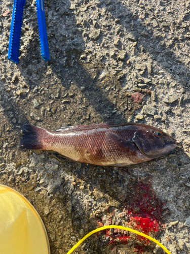 コブダイの釣果