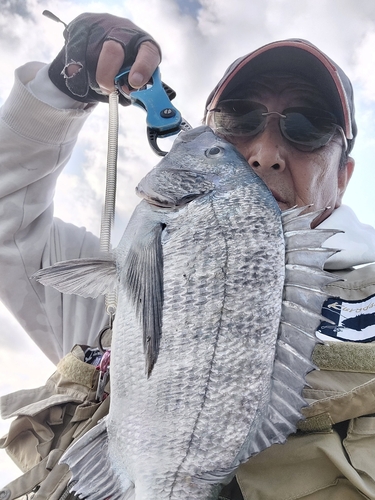 チヌの釣果