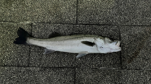 スズキの釣果