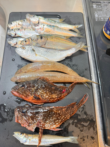 アラカブの釣果