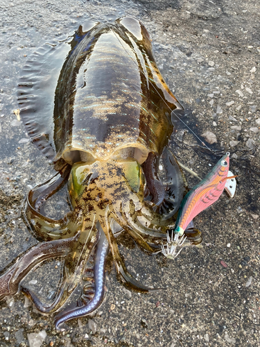 アオリイカの釣果