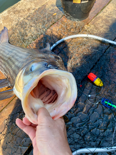 パーカーホの釣果