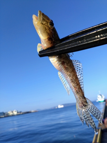 マハゼの釣果